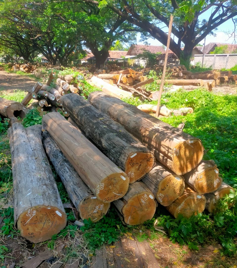 Kayu Jati