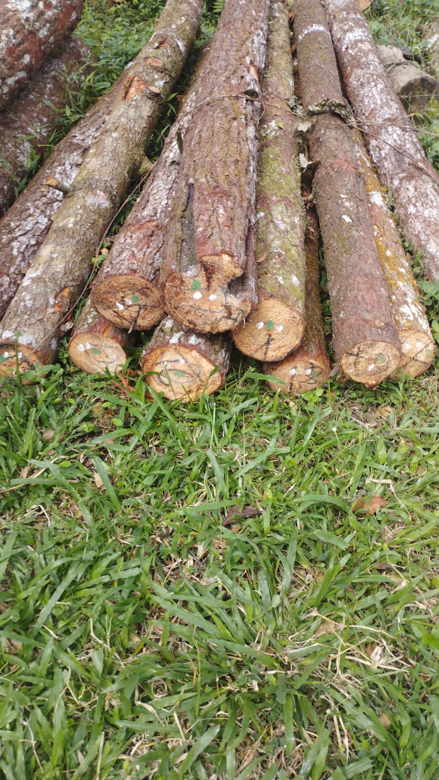 Pinus