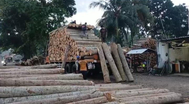 Kayu Sengon